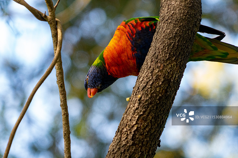 五彩吸蜜鹦鹉图片素材
