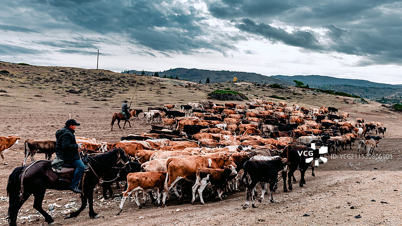 新疆·可可托海·牛羊转场图片素材