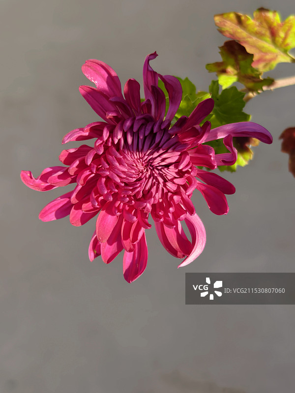 秋菊特写镜头图片素材