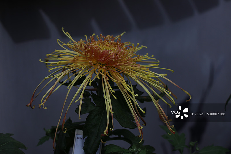 模糊背景下有花植物的特写图片素材