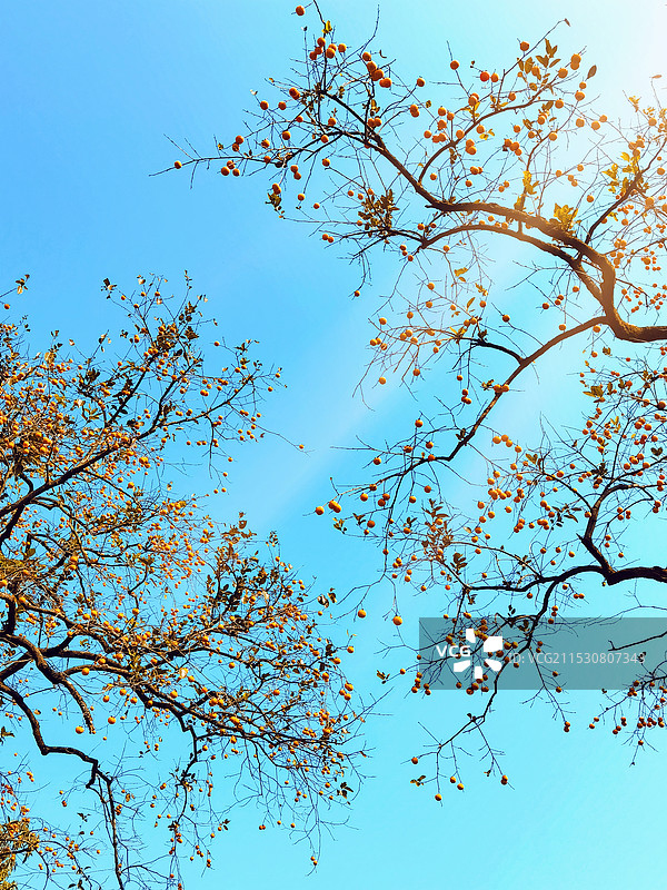 蓝天下的柿树图片素材