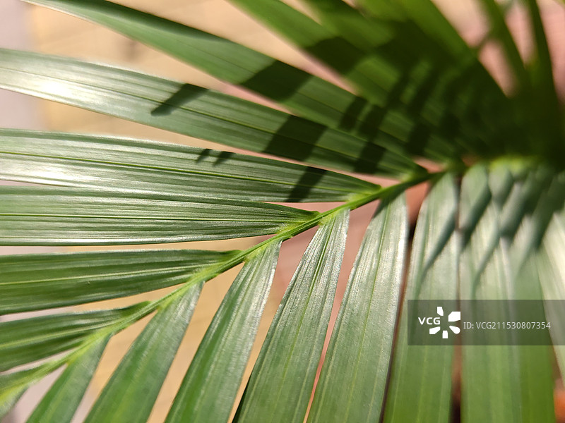 秋天立冬节气，散尾葵图片素材