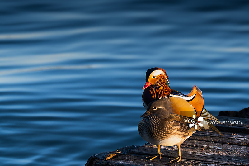 可爱的鸳鸯图片素材