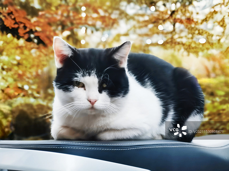 猫坐在户外的特写镜头图片素材