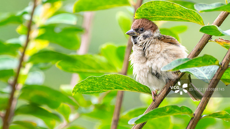 浮云还是绿叶？图片素材