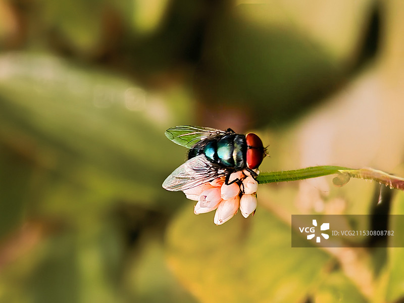 晚秋红头苍蝇图片素材