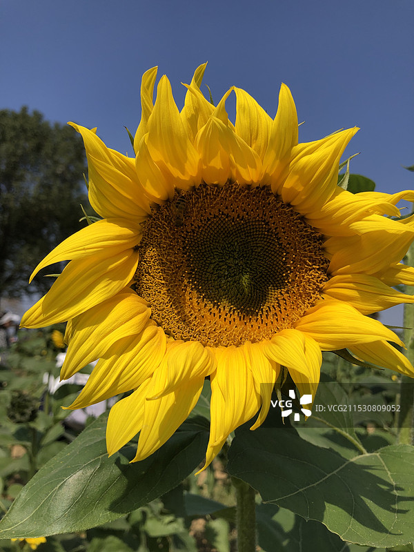 向日葵图片素材