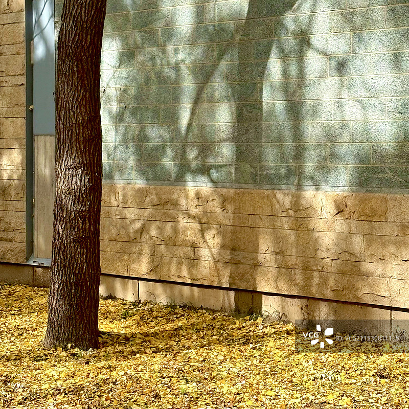 东外大街的秋天图片素材