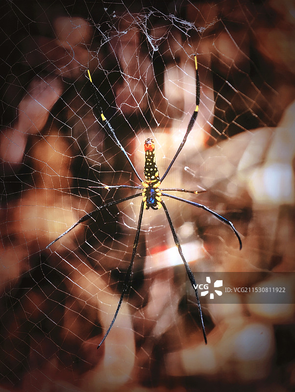 模糊背景下蜘蛛网特写图片素材