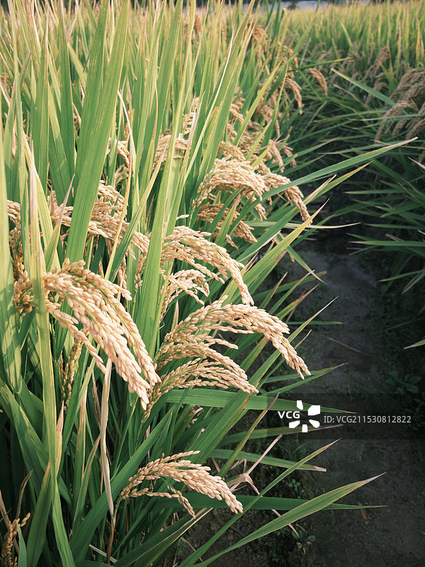 稻田里的水稻图片素材