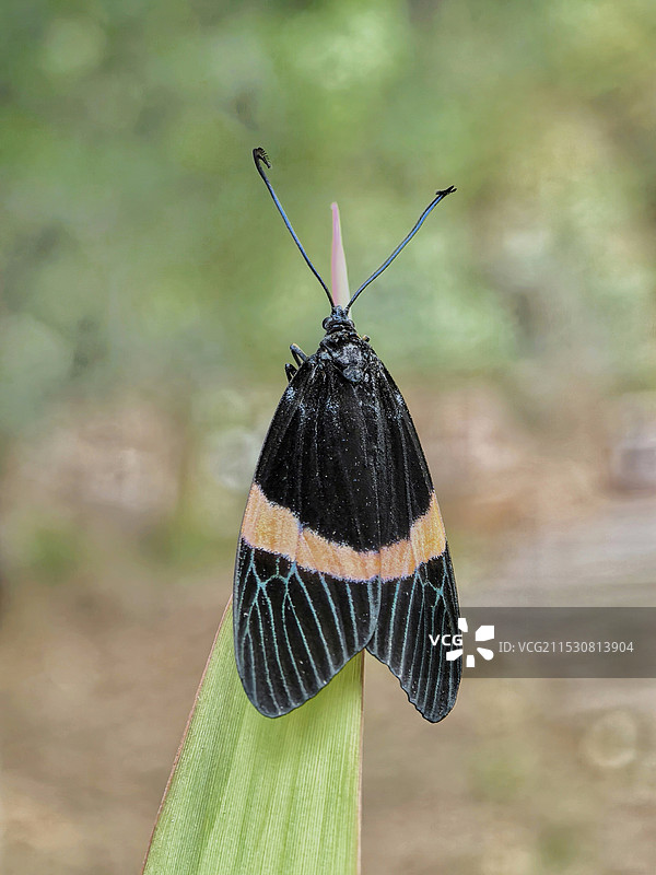 绿叶上的蛾图片素材