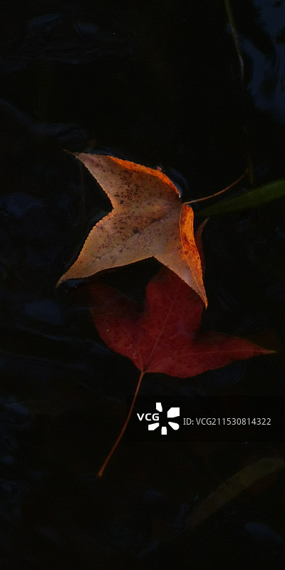 秋天的芸签图片素材