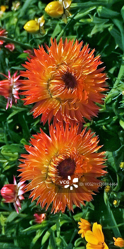 一花一草总关情•麦秆菊图片素材