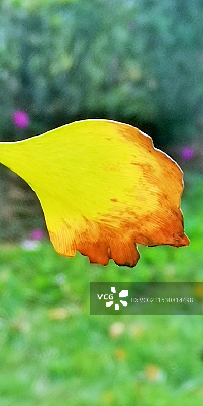 秋天的书签图片素材