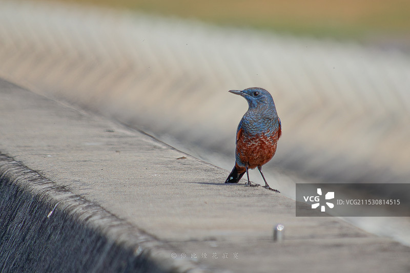 蓝矶鸫雄鸟图片素材