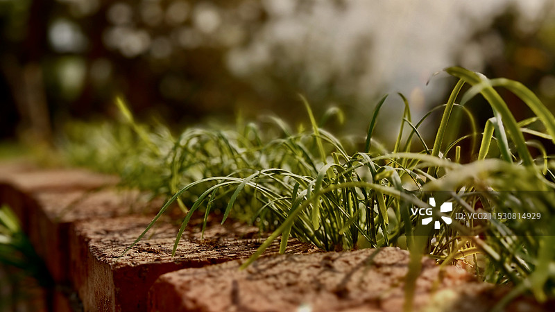 向阳的韭菜图片素材