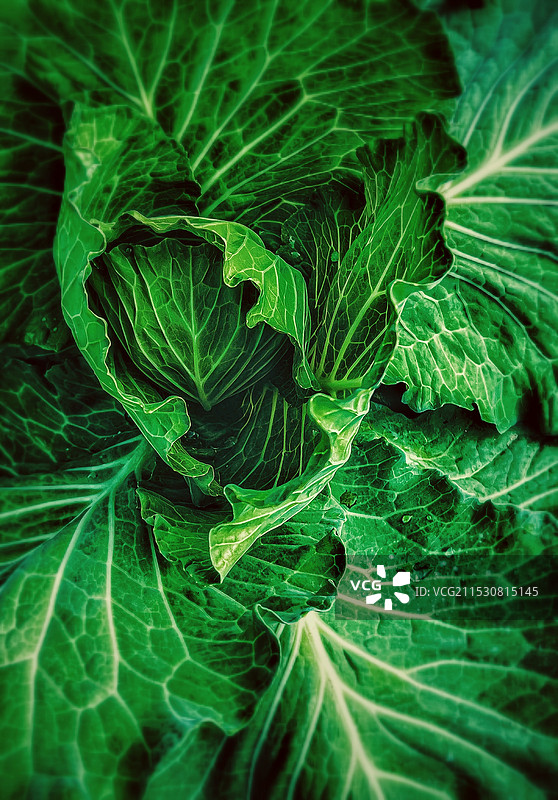 换个角度看世界/绽放的小青菜图片素材