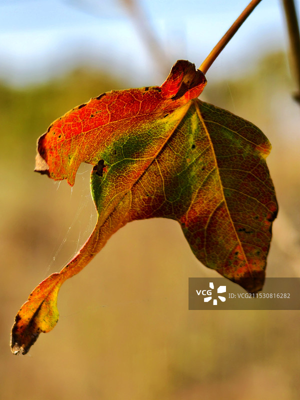 模糊背景下的秋叶特写图片素材