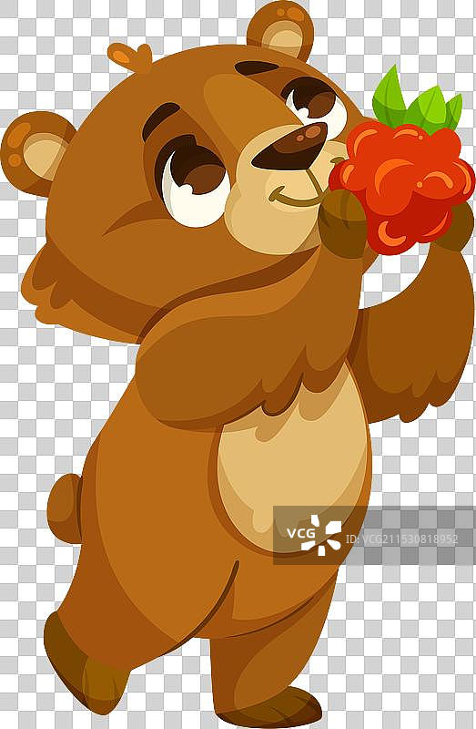 搞笑的小熊崽子，嘴巴可爱地抓着覆盆子图片素材