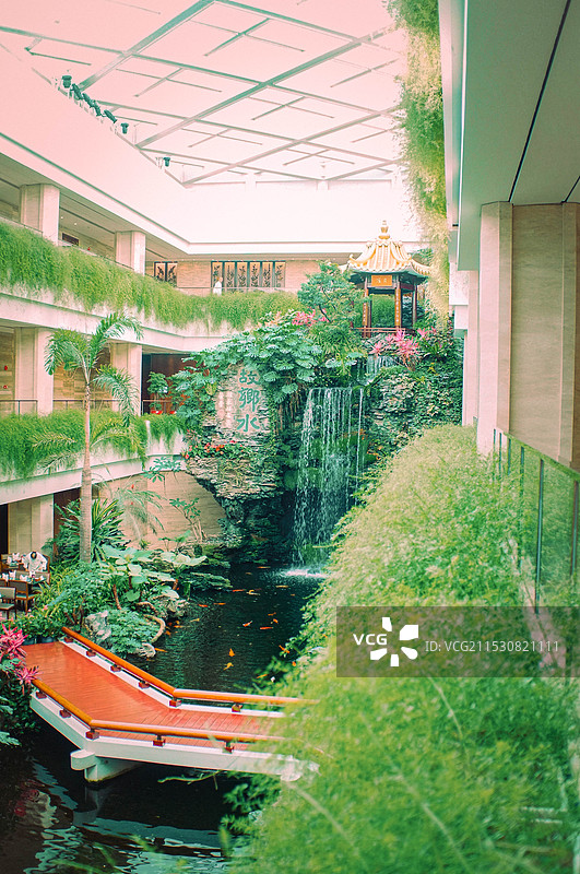 白天鹅图片素材