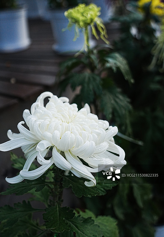 菊花展图片素材