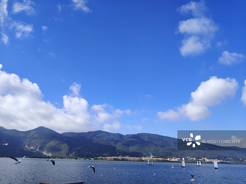 西伯利亚来的小精灵-红嘴鸥图片素材