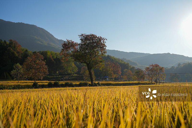 塔川的秋天图片素材