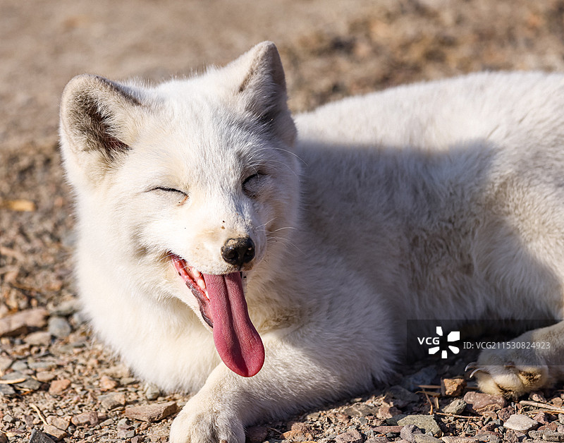 微笑天使图片素材