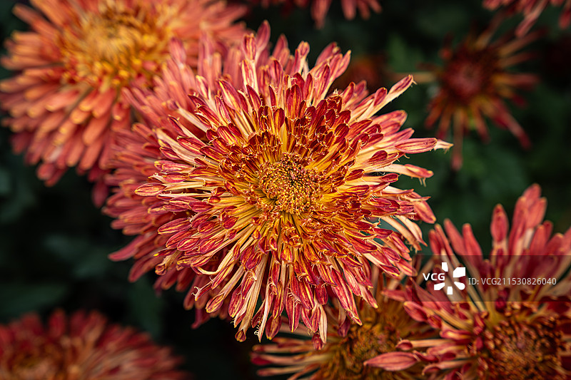 盛开的菊花图片素材