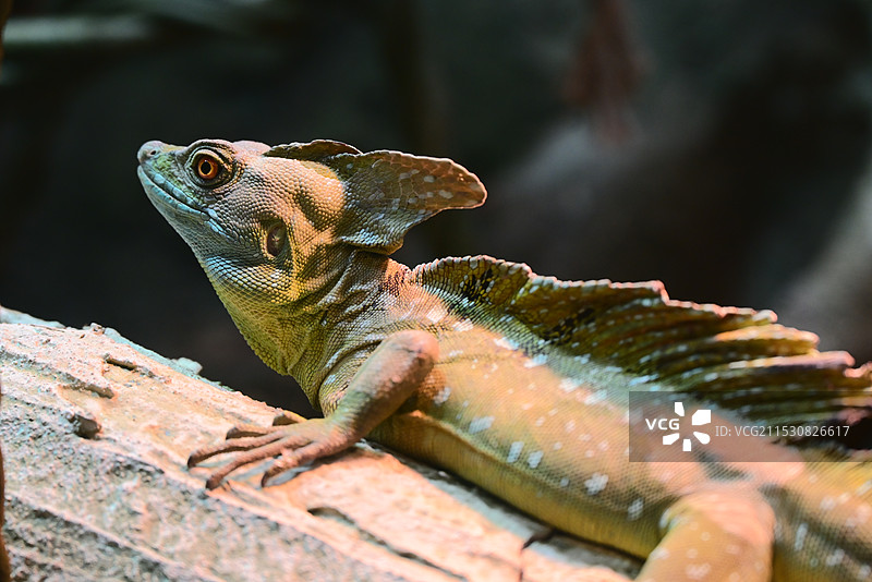 蜥蜴爬虫特写图片素材