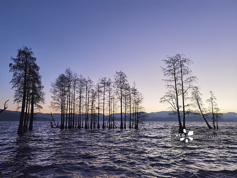 湖边树木的剪影图片素材