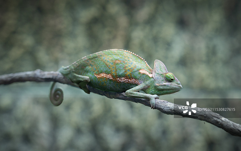 变色龙图片素材