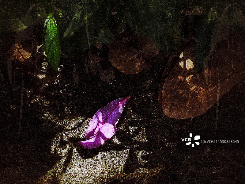 粉红色开花植物的高角度视图（光阴之上）图片素材