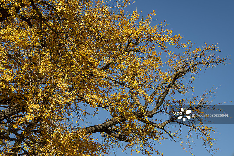 崂山明霞洞百年银杏图片素材