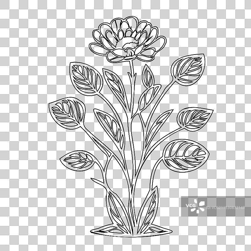 毛茛花植物素描轮廓图片素材