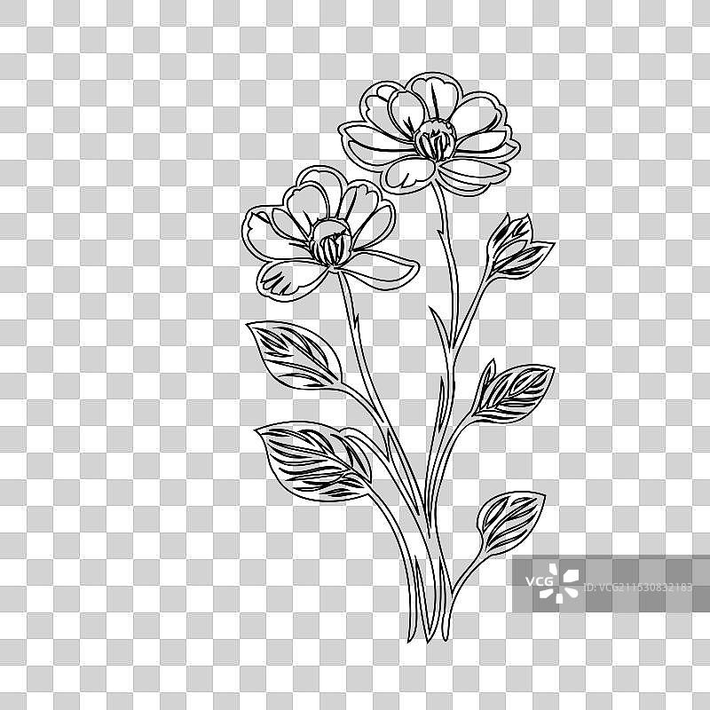 毛茛花植物素描轮廓图片素材