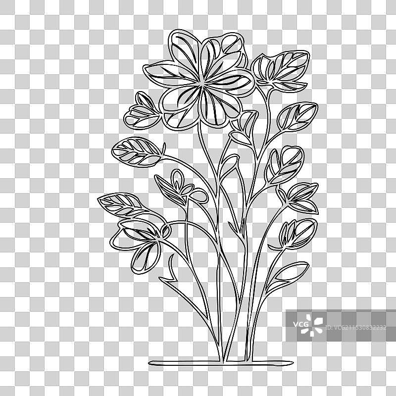 毛茛花植物素描轮廓图片素材