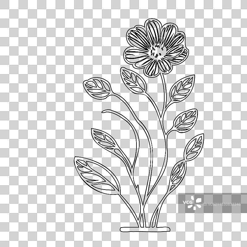 毛茛花植物素描轮廓图片素材