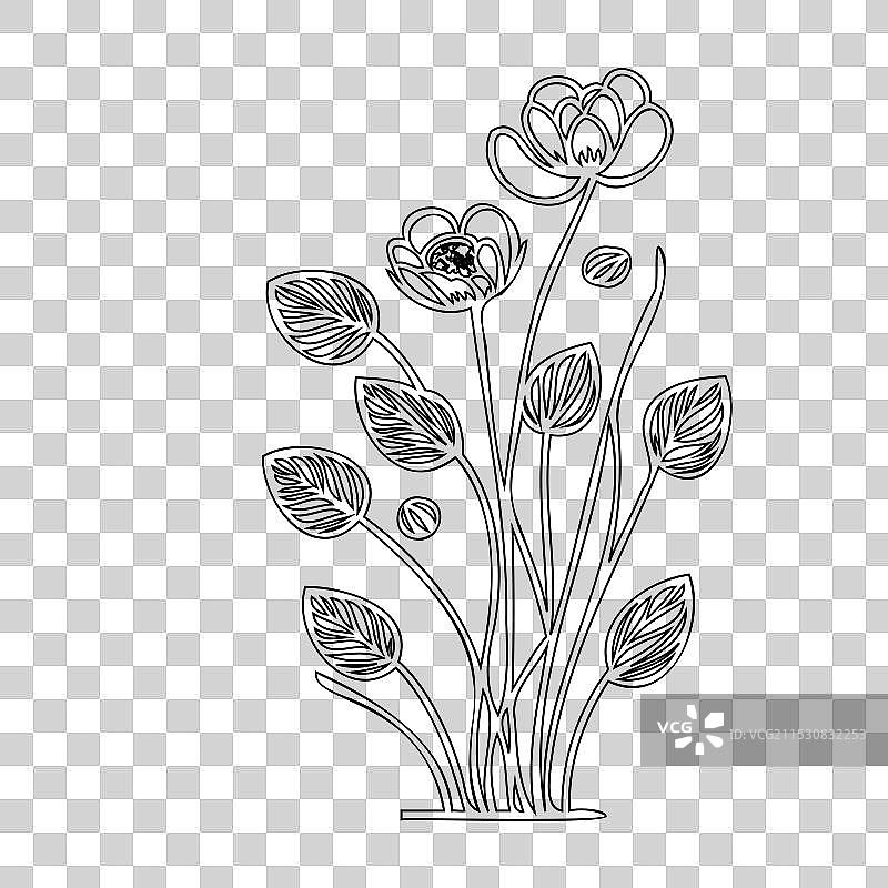毛茛花植物素描轮廓图片素材
