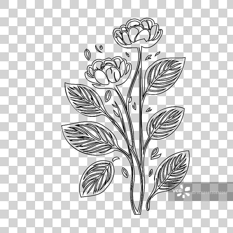 毛茛花植物素描轮廓图片素材