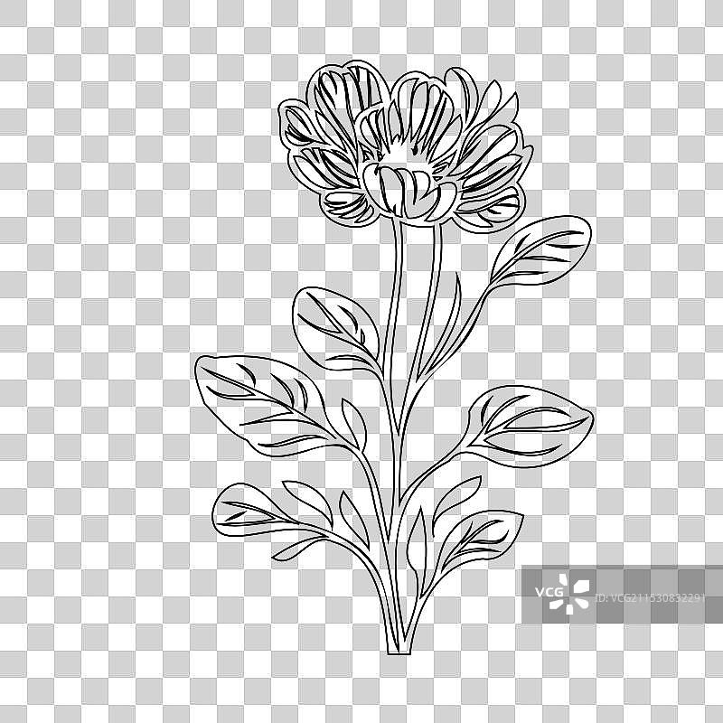 毛茛花植物素描轮廓图片素材