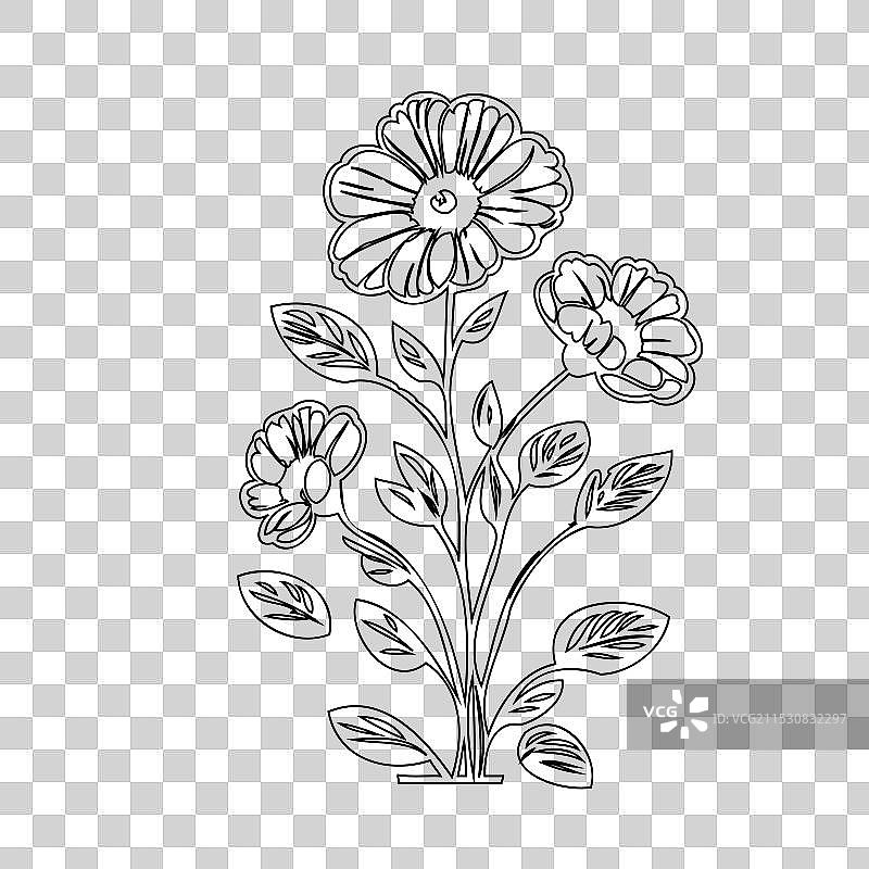 毛茛花植物素描轮廓图片素材