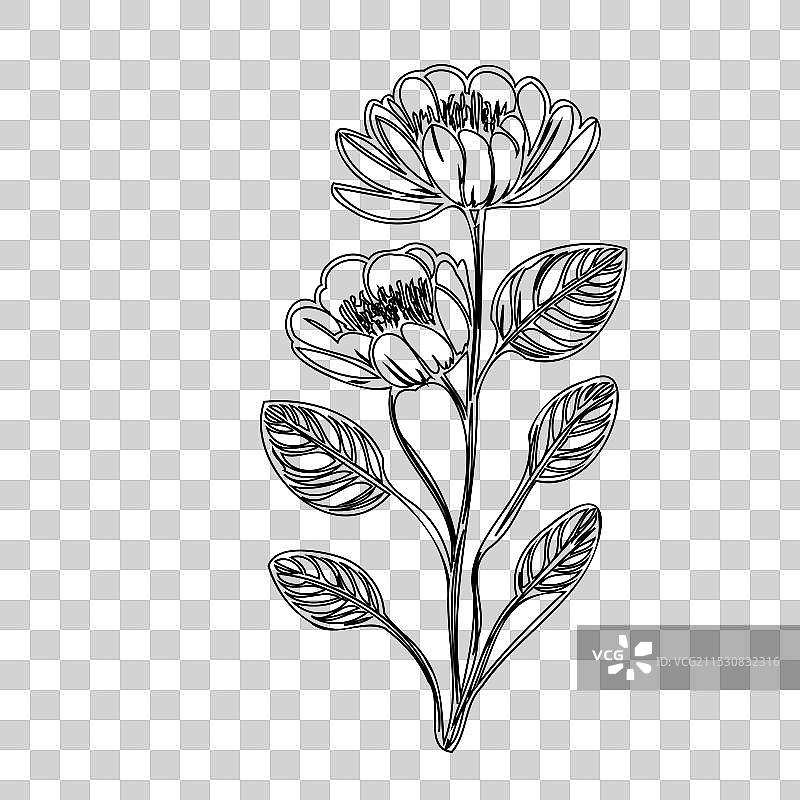 毛茛花植物素描轮廓图片素材