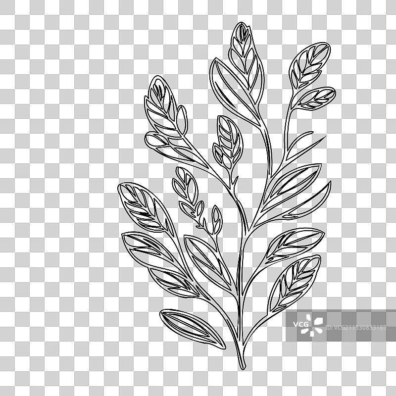 石南花植物素描轮廓图片素材