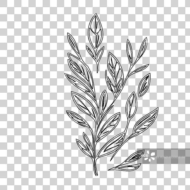 石南花植物素描轮廓图片素材