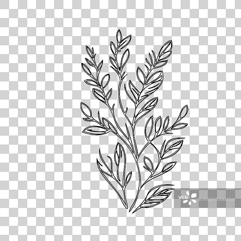 石南花植物素描轮廓图片素材