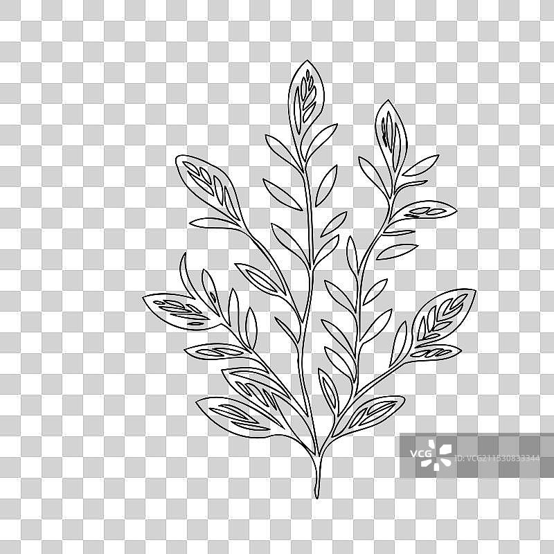 石南花植物素描轮廓图片素材