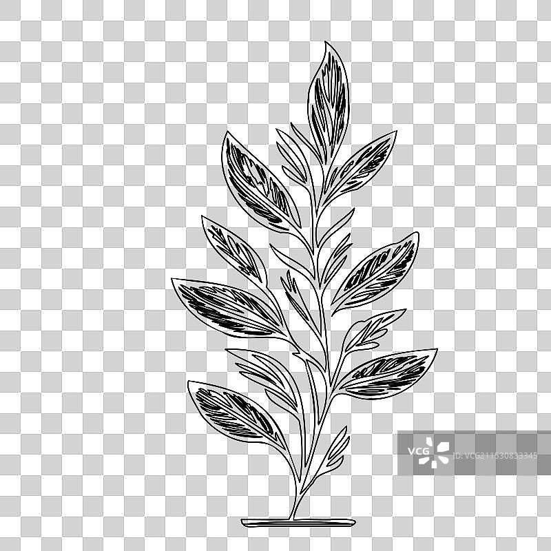 石南花植物素描轮廓图片素材