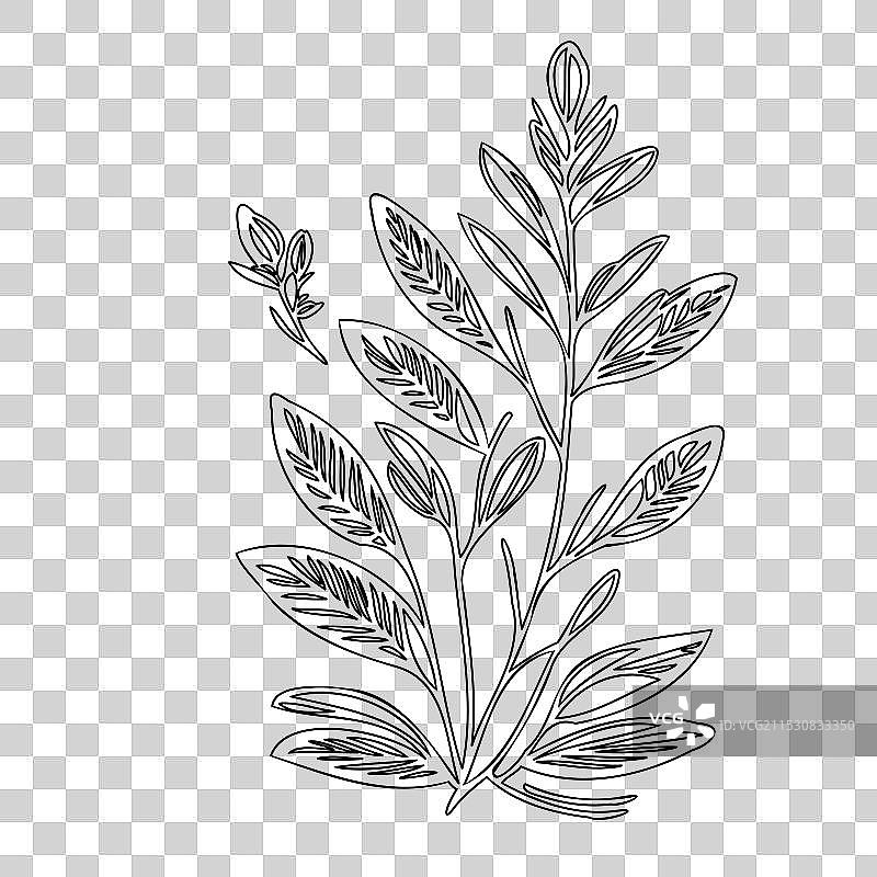 石南花植物素描轮廓图片素材