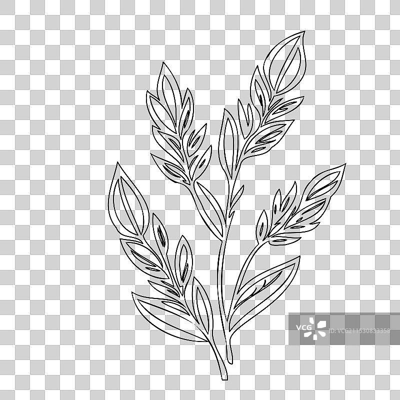 石南花植物素描轮廓图片素材